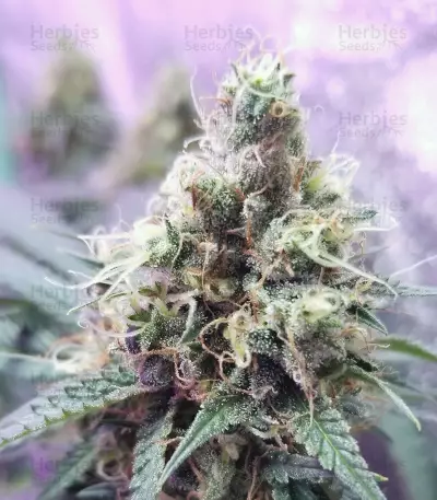 Runtz Gum strain