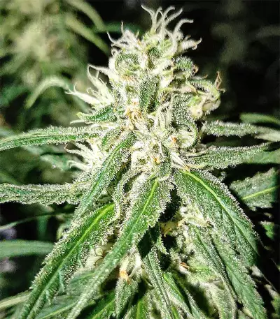 Amnesia (Seedstockers) Cannabis-Samen
