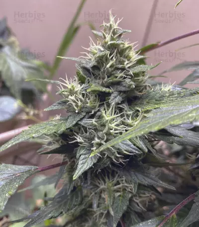 Auto Duck strain