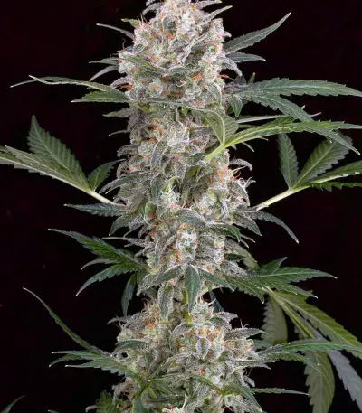 Big Stilton Auto (Big Head Seeds) Cannabis-Samen