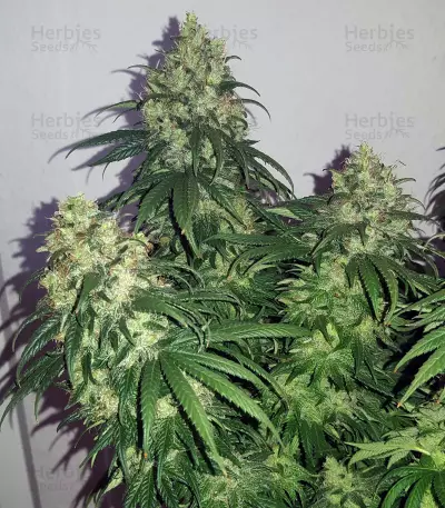 Bruce Banner strain