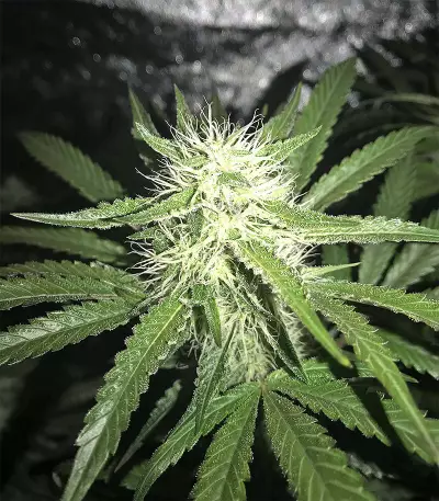 Bubble Bomb (Bomb Seeds) Cannabis-Samen