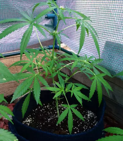 Bubble Bud (Blackskull Seeds) Cannabis-Samen