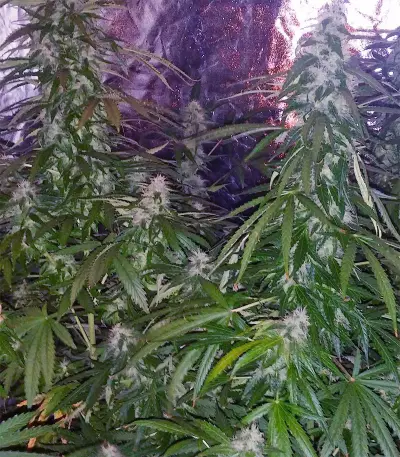 Buddha Magnum Auto regular (Buddha Seeds) Cannabis-Samen