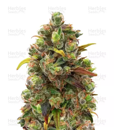 Critical Haze Regular (Mr. Nice Seedbank) Cannabis-Samen
