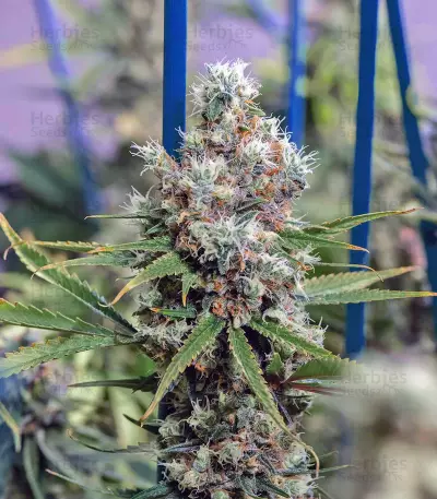 Critical Kush regular (Barney's Farm) Cannabis-Samen