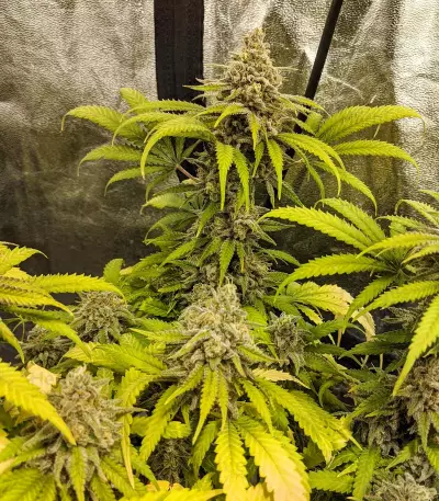 Critical Super Silver Haze (Delicious Seeds)