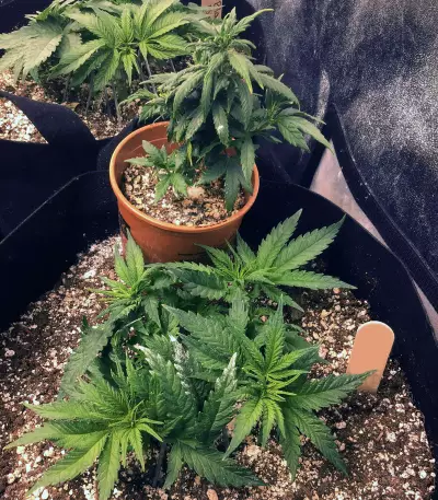 Fruity Pebbles (Tropical Nuggets) (Blackskull Seeds) Cannabis-Samen