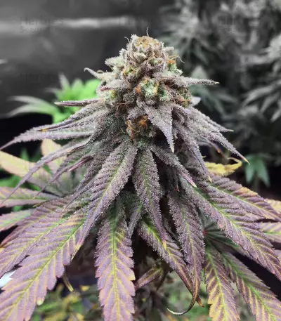 Gelato (Original Sensible Seeds) Cannabis-Samen