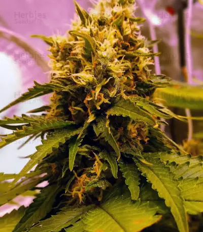 GG#4 Original Glue (Kera Seeds) Cannabis-Samen