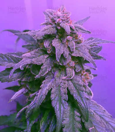 Heisenberg Special Auto (Mephisto Genetics) Cannabis-Samen