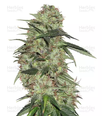 Indica XXL (Sagarmatha Seeds) Cannabis-Samen