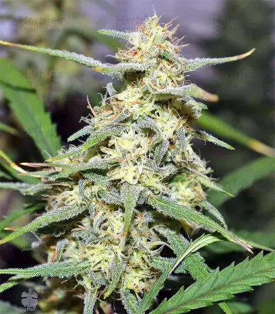 Julies Cookies (Big Head Seeds) Cannabis-Samen