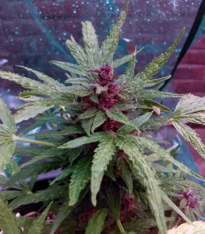 Lemonberry Haze Auto (Original Sensible Seeds) Cannabis-Samen