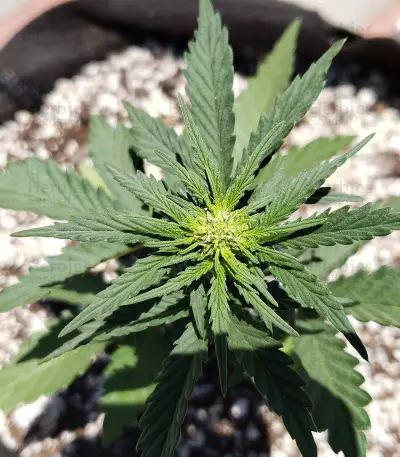Monster Bruce Banner (Monster Genetics) Cannabis-Samen