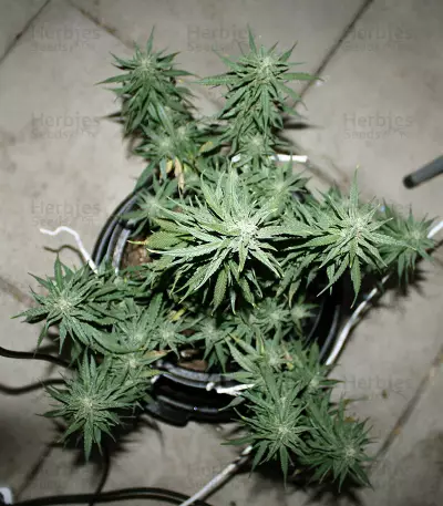 Northern Light x Big Bud Early Harvest (World of Seeds) Cannabis-Samen