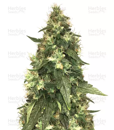 Northern Lights (Seedstockers) Cannabis-Samen
