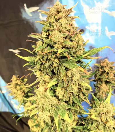 Original Auto BubbleGum (Fast Buds) Cannabis-Samen