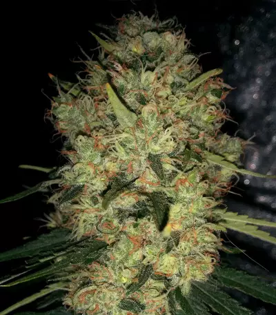 Pineapple Haze Regular (Barney's Farm) Cannabis-Samen