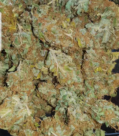 Purple Punch Autoflower (Seedstockers) Cannabis-Samen