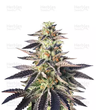 Sherbert (Blackskull Seeds) Cannabis-Samen
