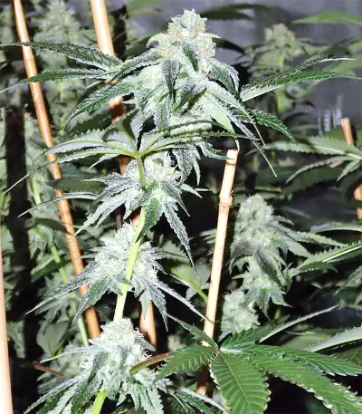 Sherbet (Seedstockers) Cannabis-Samen