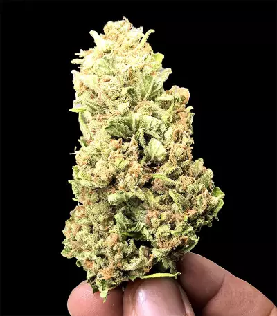 Skywalka Cookies (Big Head Seeds) Cannabis-Samen