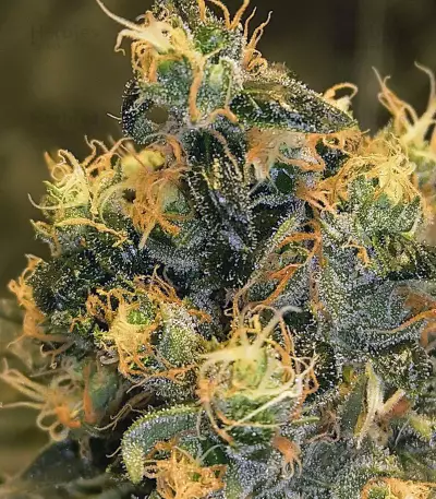 Sour Tangie (Reserva Privada) Cannabis-Samen