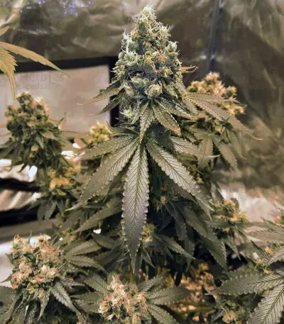 Sour Tangie (Reserva Privada) Cannabis-Samen