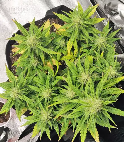 Strawberry Gum (Advanced Seeds) Cannabis-Samen