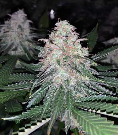 Sweet ZZ (Sweet Z) (RQS) Cannabis-Samen