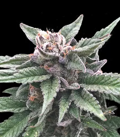 Triple Scoop (DNA Genetics) Cannabis-Samen