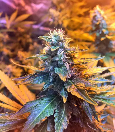 Wedding Cake (Big Head Seeds) Cannabis-Samen