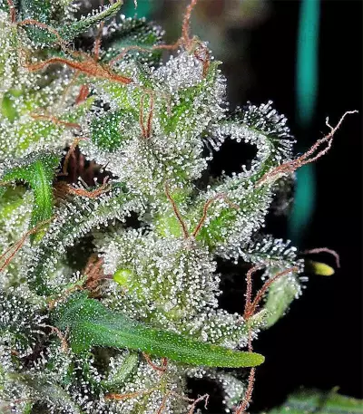 Zamaldelica (Ace Seeds) Cannabis-Samen