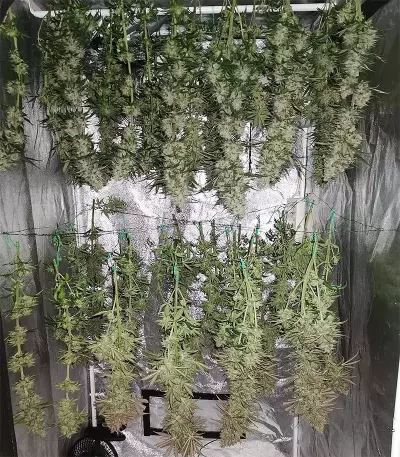 Amnesia Lemon Kush (Original Sensible Seeds) Cannabis-Samen