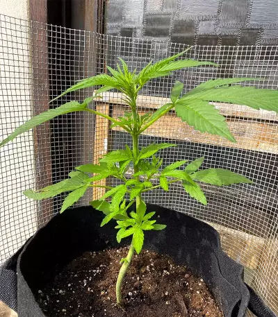 Auto Euforia (Dutch Passion) Cannabis-Samen