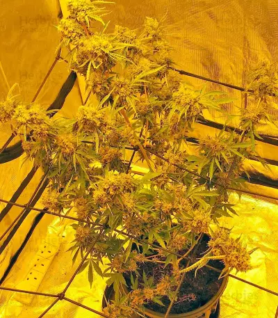 Big Bang Auto (GHS) Cannabis-Samen