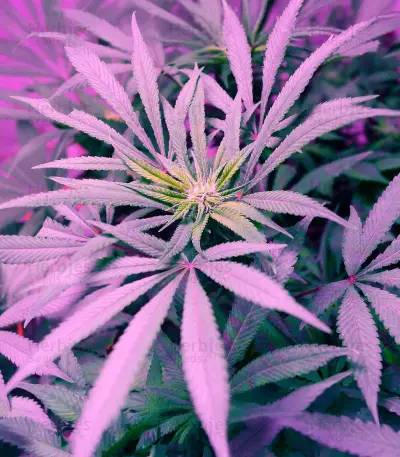 Blue Pyramid (Pyramid Seeds) Cannabis-Samen