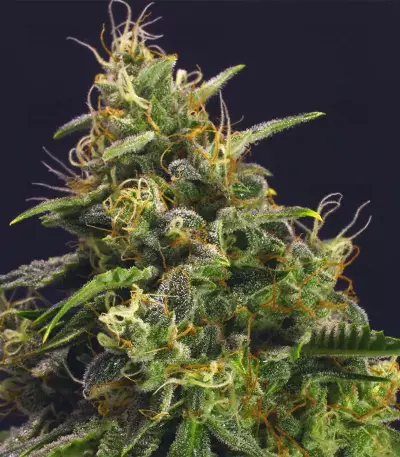 Chem-Bomb Auto (Humboldt Seeds Organization)