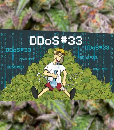 DDoS #33 feminisierte Samen (Herbies Seeds)