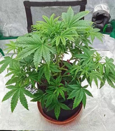 Exodus Cheese Auto CBD (GHS) Cannabis-Samen