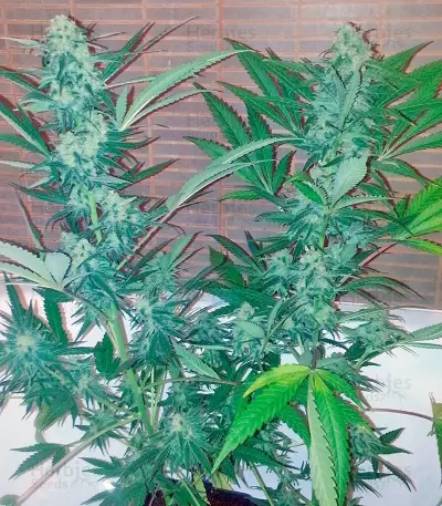 Exodus Cheese (GHS) Cannabis-Samen
