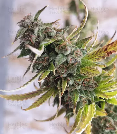 Girl Scout Cookies Autoflower (Seedstockers) Cannabis-Samen
