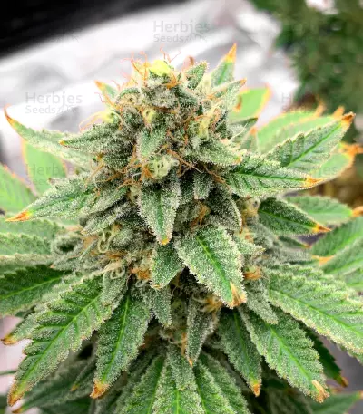 Kalashnikova (GHS) Cannabis-Samen