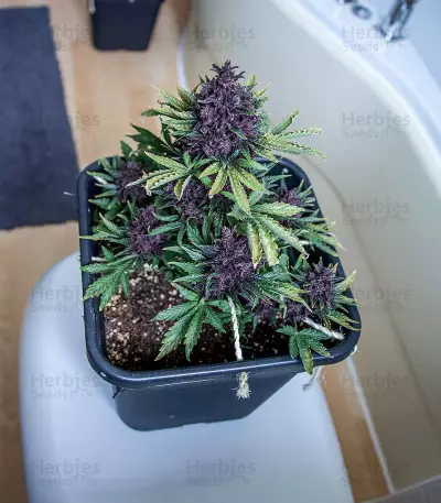 Purple Bud (White Label) Cannabis-Samen