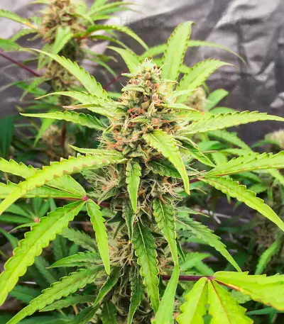 Scarlet Skunk Autoflower feminisierte Samen (EGS)