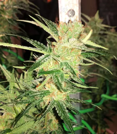 Sour Lemon OG Samen feminisiert (Emerald Triangle Seeds)