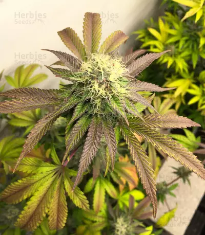 Sour Strawberry feminisierte Samen (Barney’s Farm)