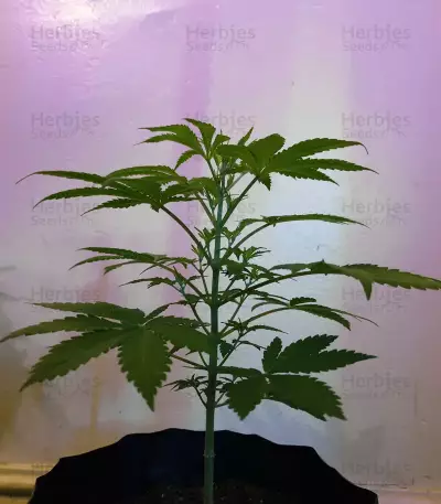 Alien Gorilla (Original Sensible Seeds) Cannabis-Samen