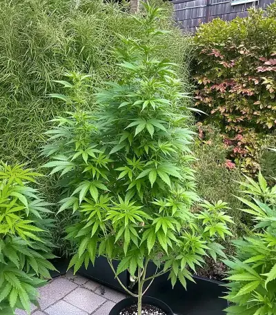 Amnesia Haze (RQS) Cannabis-Samen